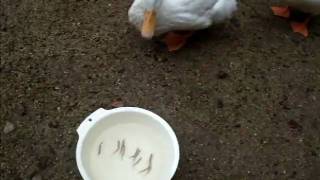 DSCF2734.AVI