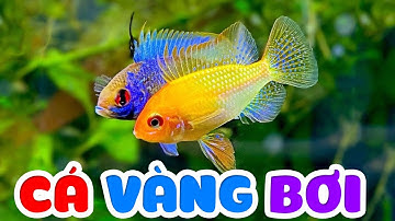 Cá Vàng Bơi Remix - Hai Vây Xinh Xinh | Nhạc Thiếu Nhi Con Cá Vàng ♫  Nhạc Thiếu Nhi Remix 2023