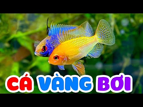 Cá Vàng Bơi