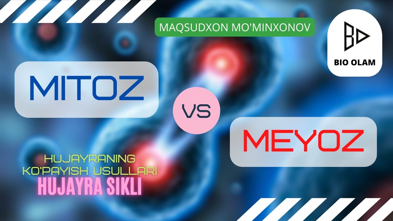 MITOZ SIKLI | @Maqsudxon_Mominxonov