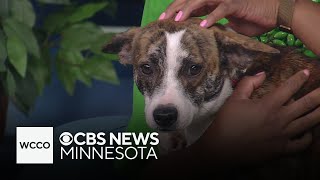 Here’s why you should adopt a mutt!