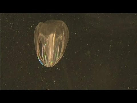 Медуза как феномен регенерации в природе - science