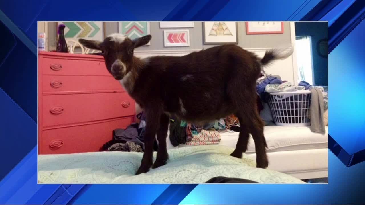 Therapy goat stolen