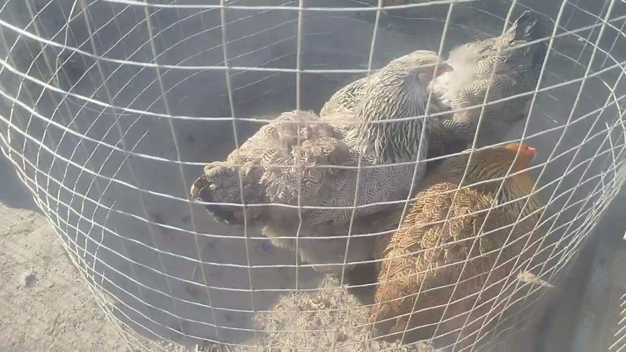 Ярмарка міста Козятин . 08.03.2025 !