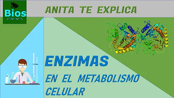 ¿Cuál es la función de las enzimas en la célula?