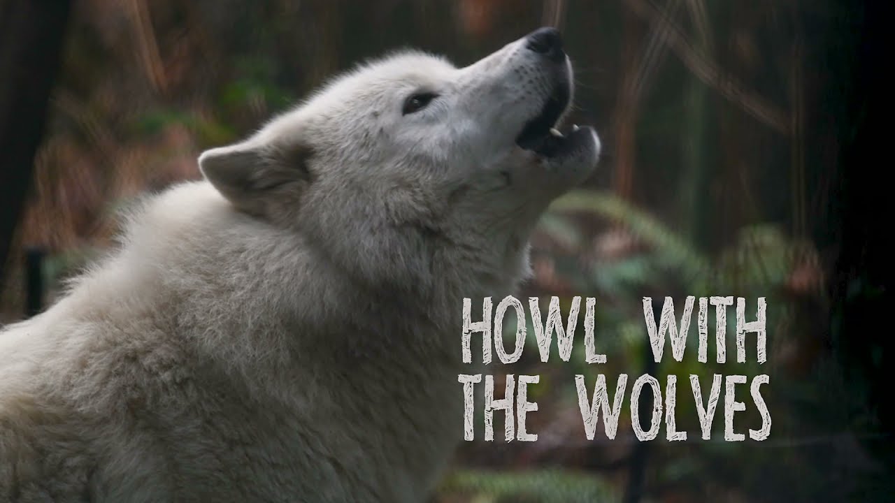 Spend the Day in Nature at Northwest Trek Wildlife Park