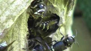 Paper Wasps