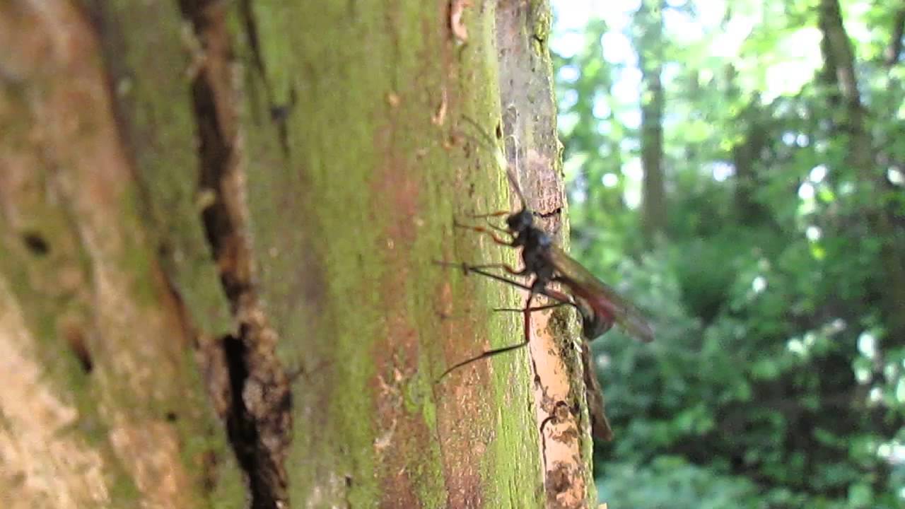 Leben auf einem toten Stamm - YouTube