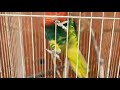 Kicauan Suara Kicau Burung Nuri Nyaring Dan Bulunya Bagus Mp3 - Mp4 Download