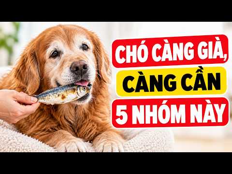 5 nhóm thực phẩm không thể thiếu khi chó già đi| Bác Sĩ Trung