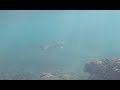 Встретил 2 х акул на пляже Хиккадува в Шри Ланке