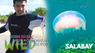 The deadly sting of a box jellyfish | Born to be Wild