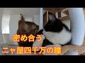 密です！！キャットタワーの猫鍋は定員オーバー！！