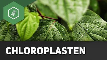 Wo befinden sich die Chloroplasten in der Zelle?