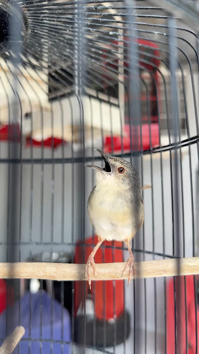 Suara cigun panggilan alam