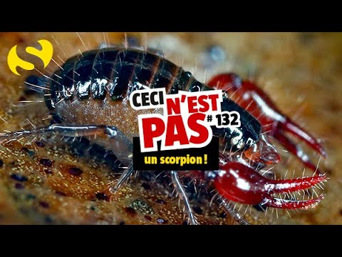 Video: Un Pasager înțepat De Un Scorpion