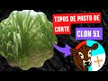 TIPOS DE PASTO DE CORTE...  CLON 51