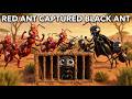 The Sting of Vengeance Part 2: Final Battle of the Ant Kings