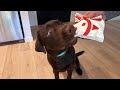 Labrador puppy tries chick fil a for the first time