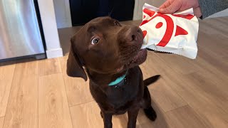 LABRADOR PUPPY TRIES CHICK FIL A FOR THE FIRST TIME!!! by Woodford The Chocolate Lab 9,875 views 10 days ago 1 minute, 56 seconds