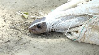 देखिए इस जहरीले कोबरा सांप ने अब ये क्या कर दिया।Very Big Venomous Cobra Snake Rescue in Goriyapur