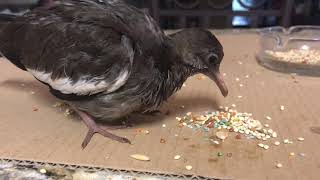 BABY DOVE starting to eat SEEDS now! YAY!!! ❤ #doves #birds #babydove #babybird #cutebirds
