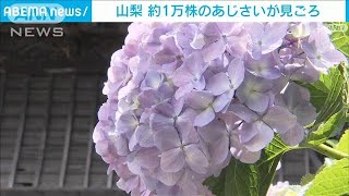 “梅雨の花”アジサイ　お寺の境内に1万株が見ごろ　山梨(2023年6月24日)