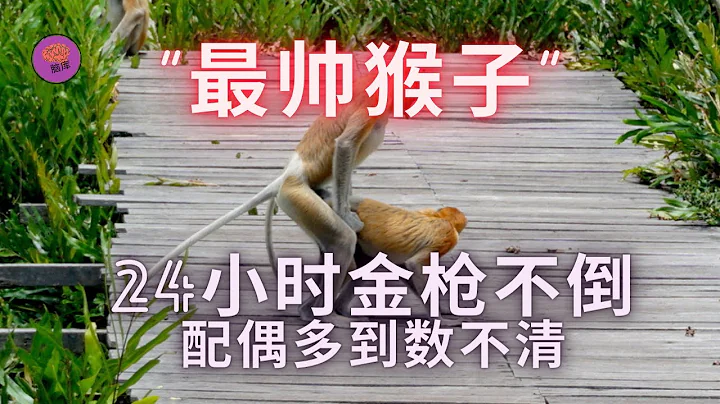 馬來西亞「最帥的猴子」長鼻猴，據說24小時金槍不倒，配偶多到數不清， - 天天要聞