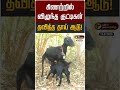 கிணற்றில் விழுந்த குட்டிகள்.. தவித்த தாய் ஆடு! #shorts