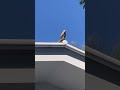 Live water dragon on cafe roof. Strange gargoyle! #australianlizard #reptilelover lizard #lizards