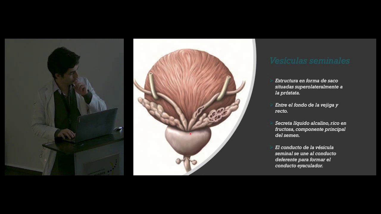 prostata y vesicula seminales prostata y vesicula seminales