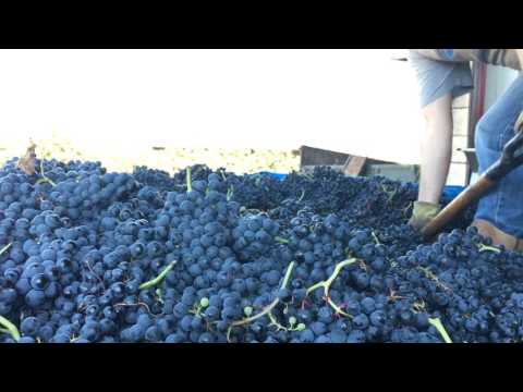Video: Stephen Hall Continúa Construyendo Para Los Viticultores