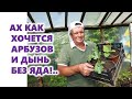 Ах как хочется арбузов и дынь без ядов!..