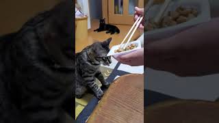 納豆食べるネコ