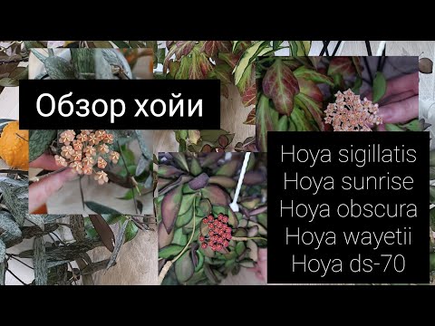 обзор хойи сигилатис,