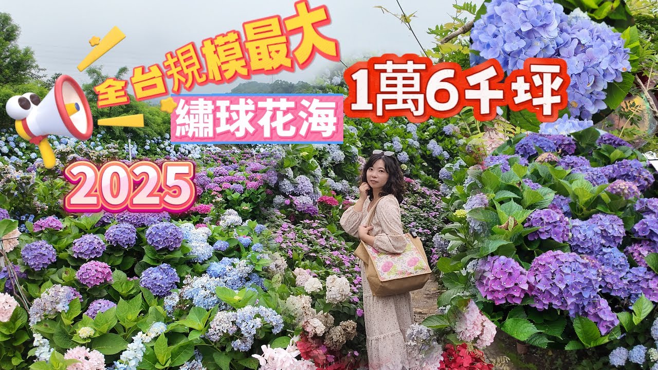 妃玩不可 | 新北萬里 超大繡球花田 滿山谷的花海 #高家繡球花 #繡球花 #旅遊景點 #萬里 #新北旅遊 #花海 #假日好去處 #アジサイ #紫陽花
