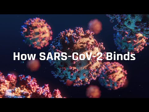 COVID-19: How SARS-CoV-2 binds