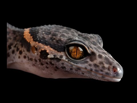 [FREE] Travis Scott Type Beat ~ GECKO Trap beat