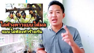 ( How to )วิธีการ ไล่ค้างคาว ออกจากบ้าน แบบได้ผล และไม่ต้องทำร้ายกัน