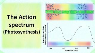 Action spectrum of Photosynthesis