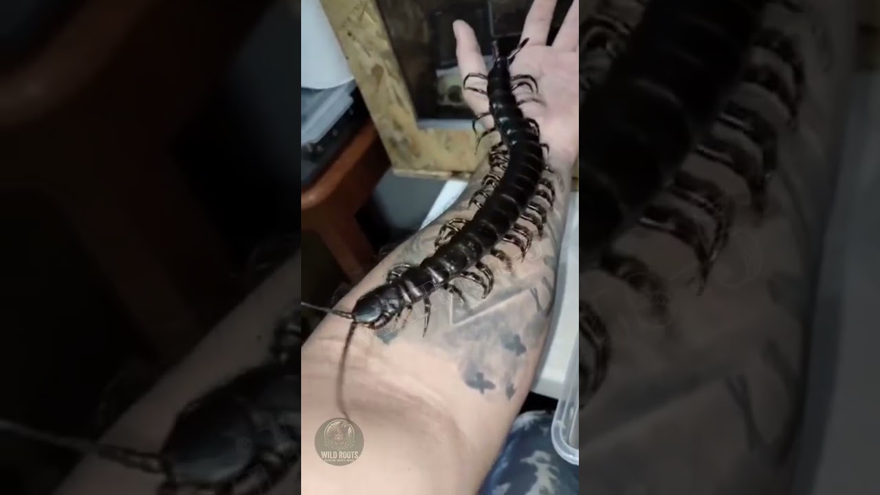 Baby vs Dangerous Wildlife and Giants #shorts#animal #babyanimals #animalbaby #trending