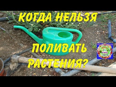 Когда нельзя поливать растения?