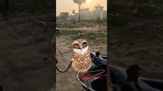 Funny owl dance #funny #owl #dance #apt #fypシ #fypシ゚ #fypシ゚viral #fyp #comedy #funnydance #viral