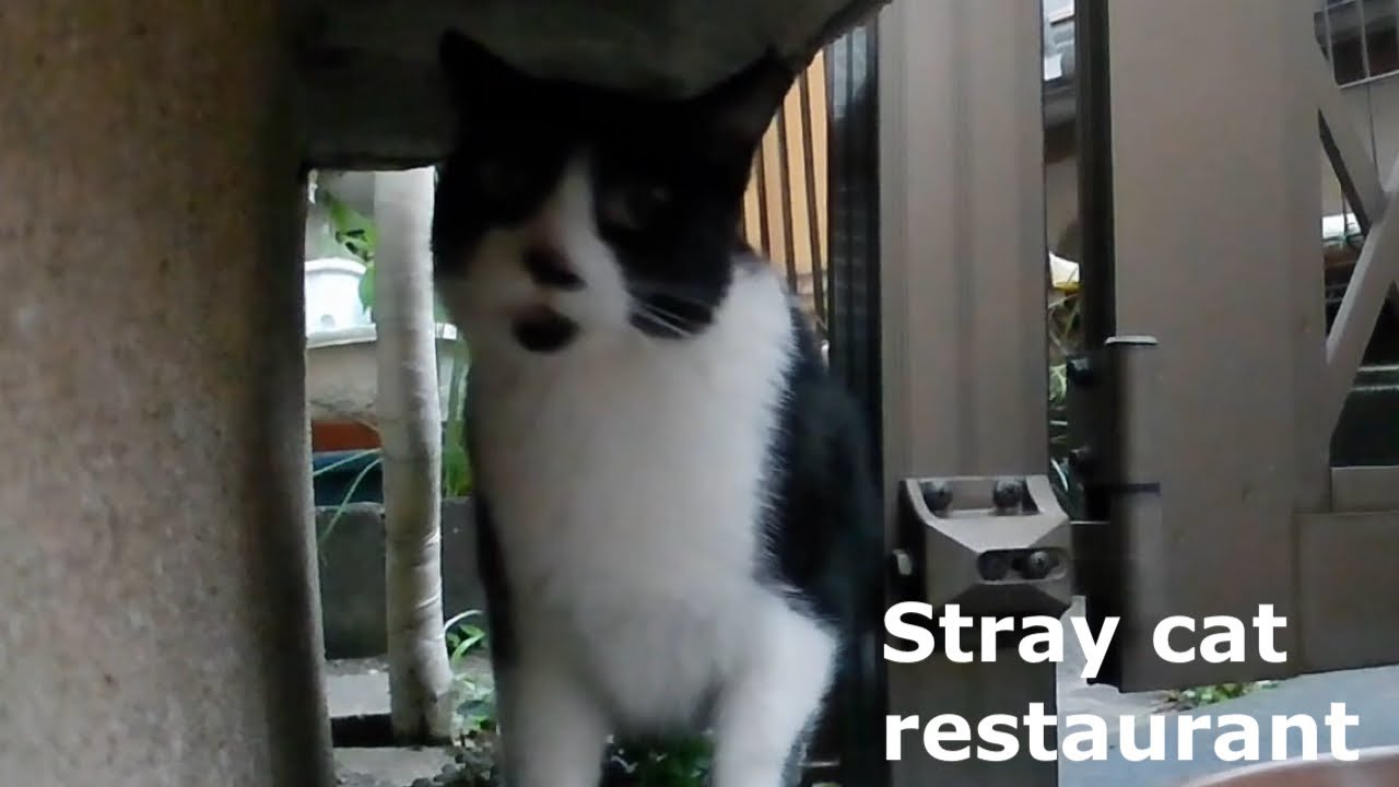 A Tuxedo Cat Disappeared as Soon as Someone Came Over Lucky Fuku