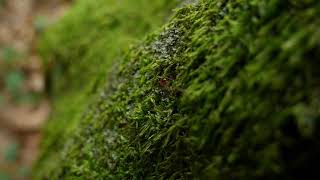 Red ant crawling on a surface covered in moss | Copyright Free Videos | Nature Videos | No Copyright screenshot 2