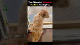 The Most Amusing Dog #funny #foryou #animals #best #pets #butifyoucloseyoureyes