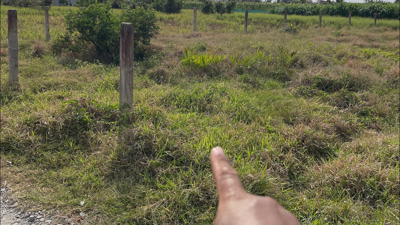 Tập 537☘️ bán 500m. Giá chỉ 250 tr. Dân cư đông đúc. Lh0961172464  Sang 