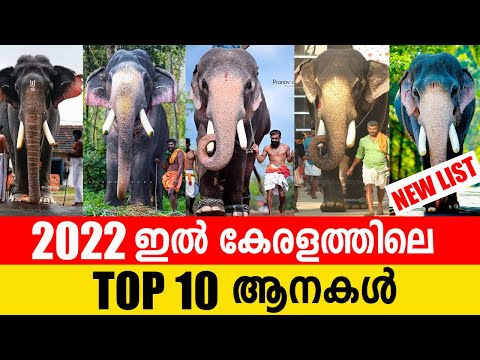Top 10 Popular Elephants in 2022 🔥🔥 കേരളത്തിലെ ഏറ്റവും ഡിമാന്റ് ഉള്ള 10 ആനകൾ 2022   Kerala elephants