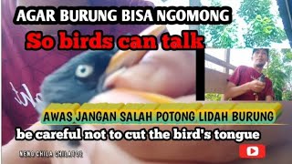 TRIK POTONG LIDAH BURUNG | Trick to cut bird's tongue @NengChilaChilatoz