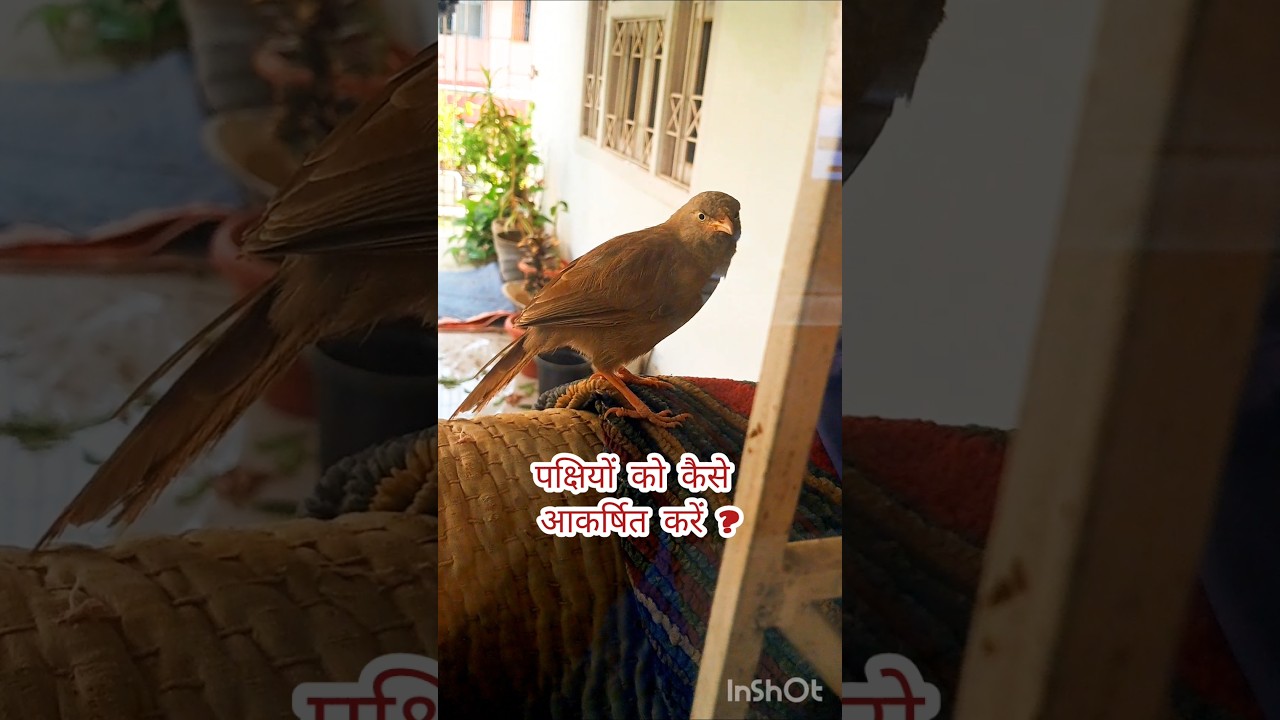 पक्षियों को कैसे आकर्षित करें? 🐦🐤 Attract birds to your garden #birdslover #birdsfeeder #birdstagram
